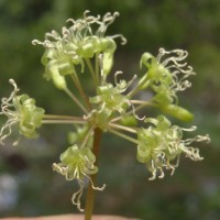 Solanum americanum Mill.